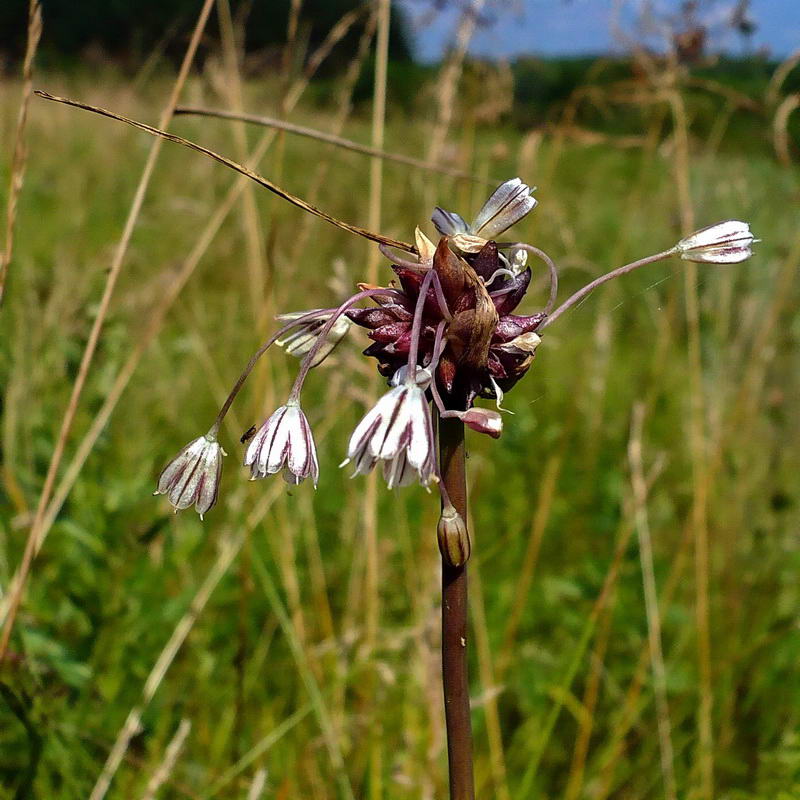 Изображение особи Allium oleraceum.