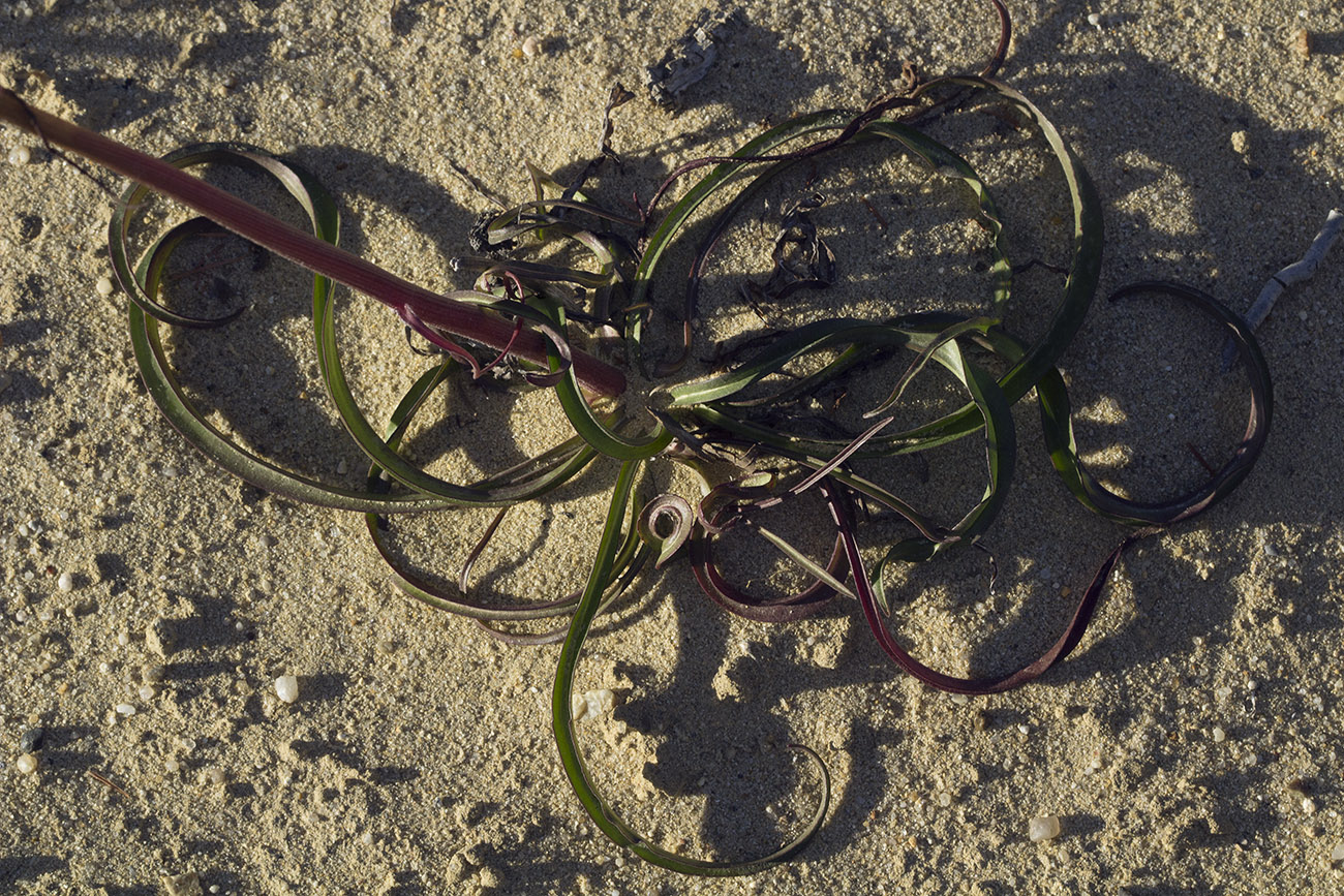 Image of Scorzonera radiata specimen.