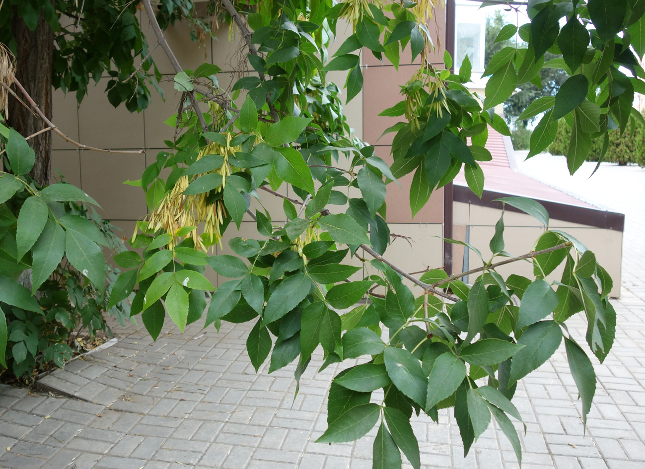 Image of genus Fraxinus specimen.