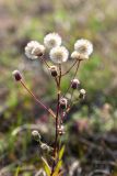 Erigeron acris. Верхушка цветущего и плодоносящего растения. Псковская обл., Себежский р-н, окр. пос. Идрица, разнотравно-злаковый луг вблизи соснового леса. 02.08.2019.