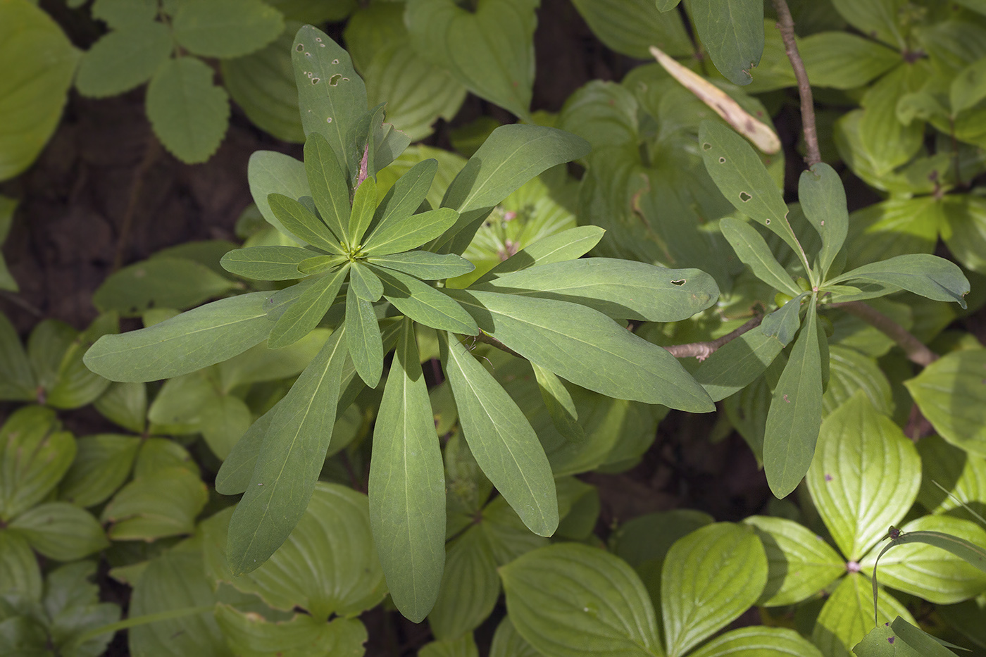 Image of Daphne jezoensis specimen.