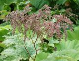 Filipendula camtschatica