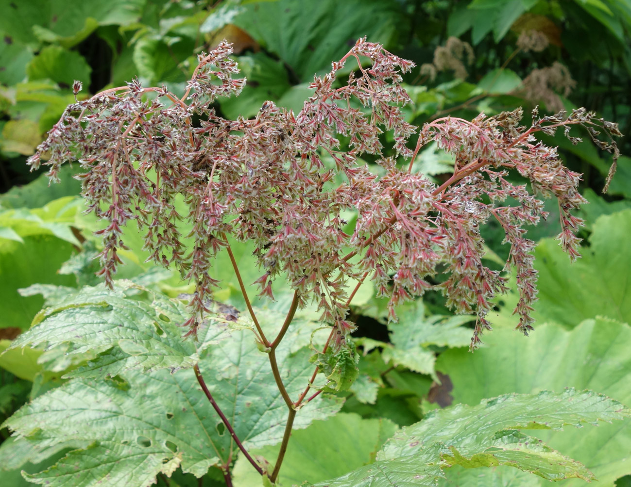 Изображение особи Filipendula camtschatica.