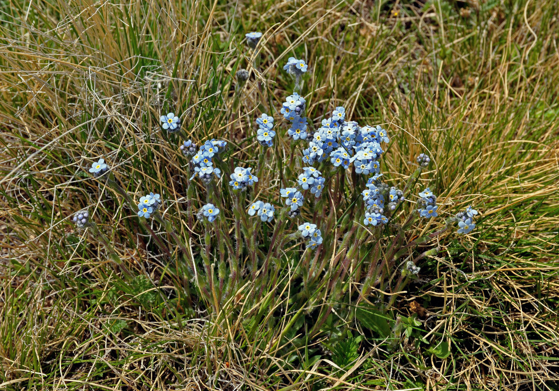 Изображение особи Eritrichium villosum.