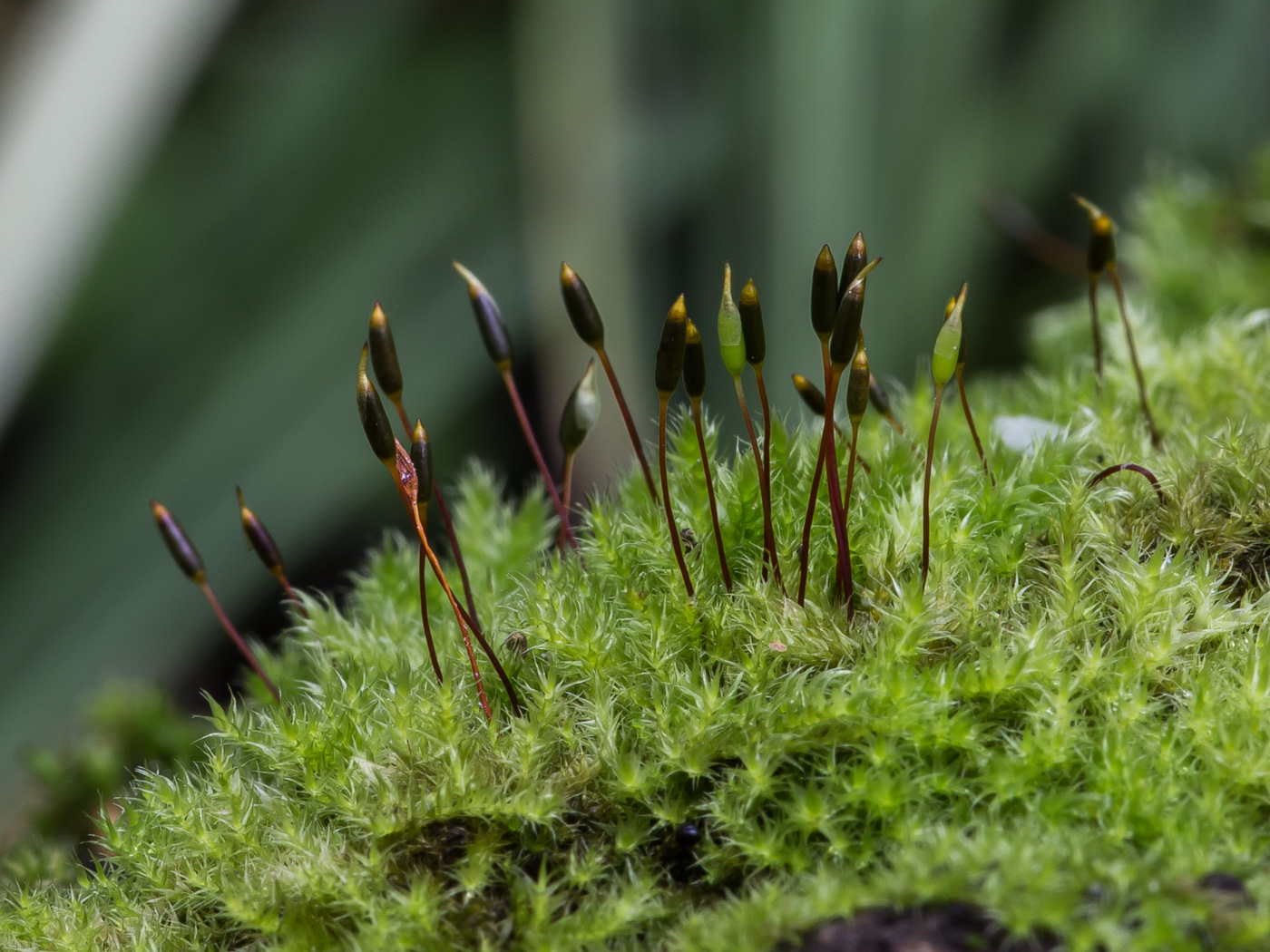 Изображение особи Pylaisia polyantha.