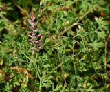 Fumaria officinalis