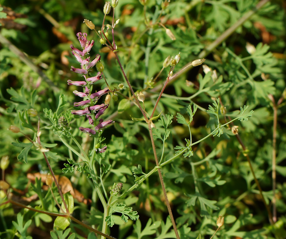 Image of Fumaria officinalis specimen.