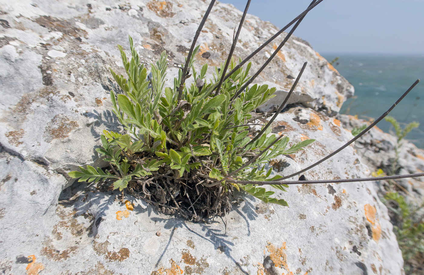 Image of Cephalaria uralensis specimen.