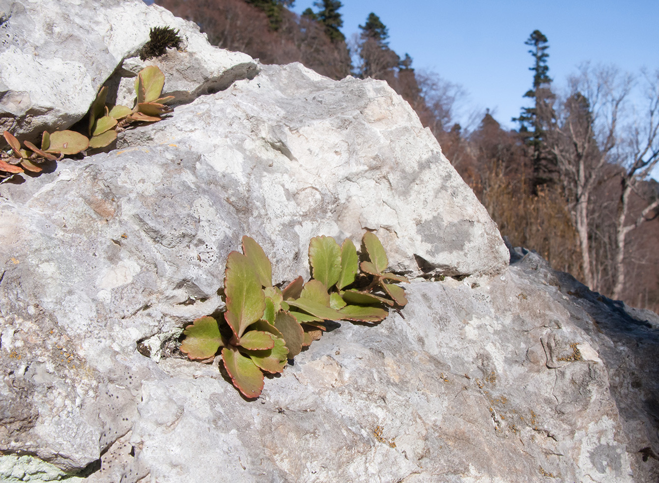 Изображение особи Chiastophyllum oppositifolium.