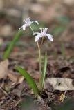 Scilla bifolia. Цветущее растение (гипохромная форма). Крым, Балаклава, плато Инжир, шибляк. 09.03.2020.