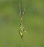 Aegilops comosa