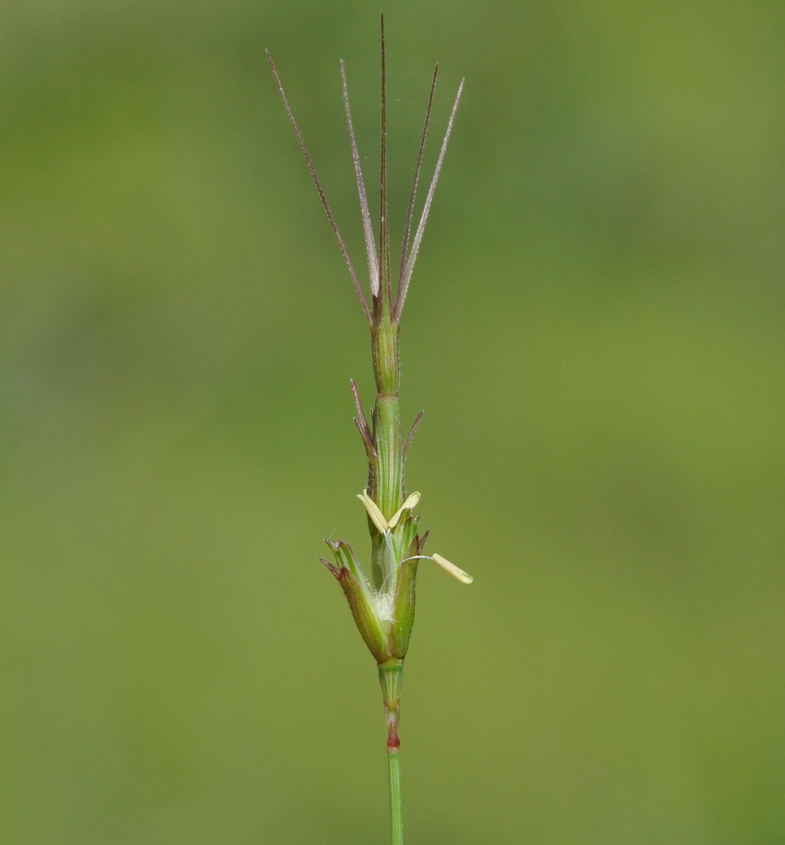 Изображение особи Aegilops comosa.