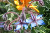 Borago officinalis