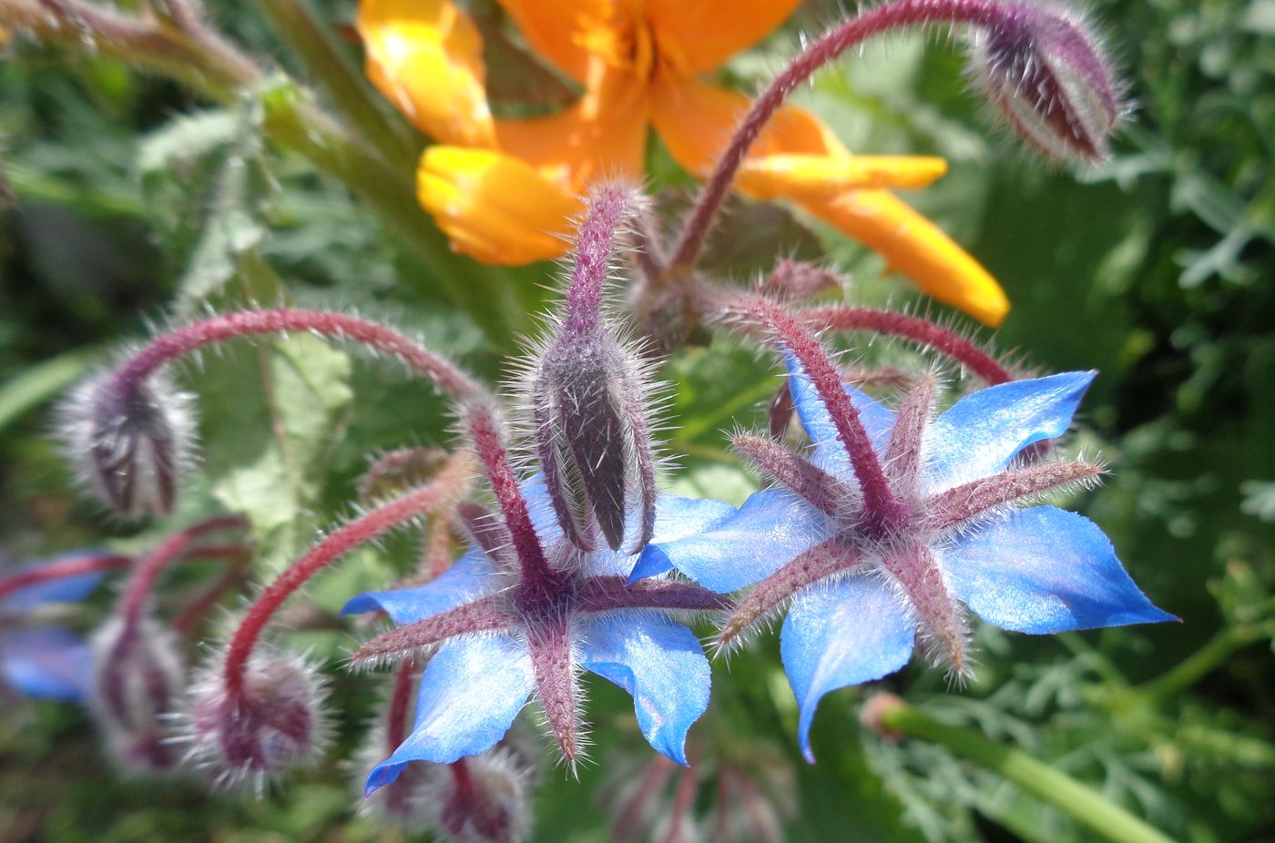 Изображение особи Borago officinalis.