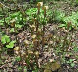 Arisaema nepenthoides