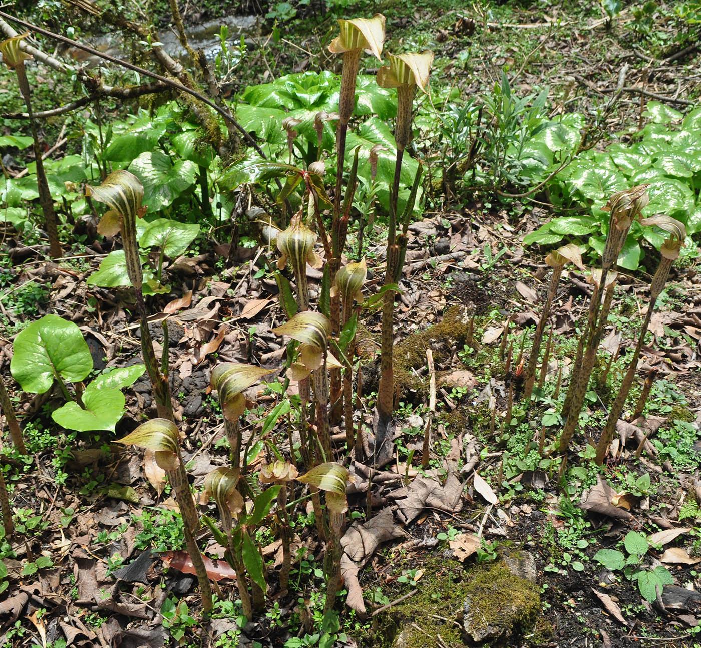 Изображение особи Arisaema nepenthoides.