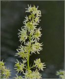 Echinocystis lobata. Побег с цветками. Чувашия, окр. г. Шумерля, объездная трасса. 16 августа 2010 г.