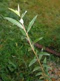 Salix rosmarinifolia