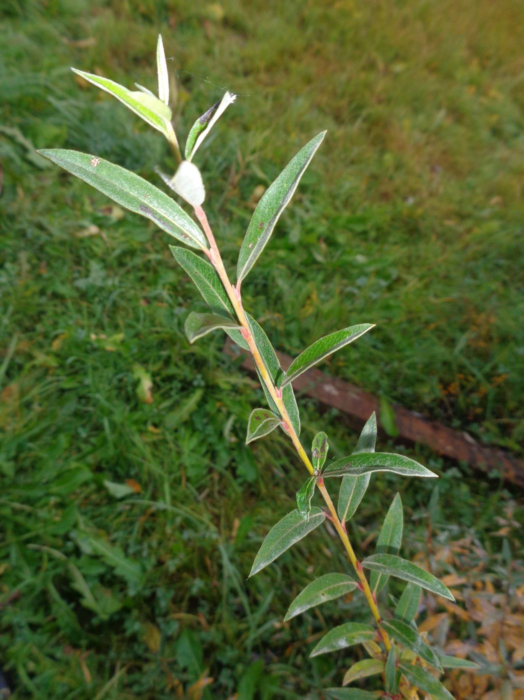 Image of Salix rosmarinifolia specimen.