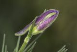 Delphinium hispanicum