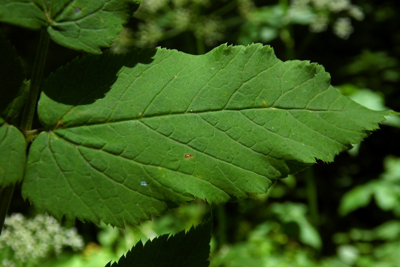 Image of Aegopodium podagraria specimen.