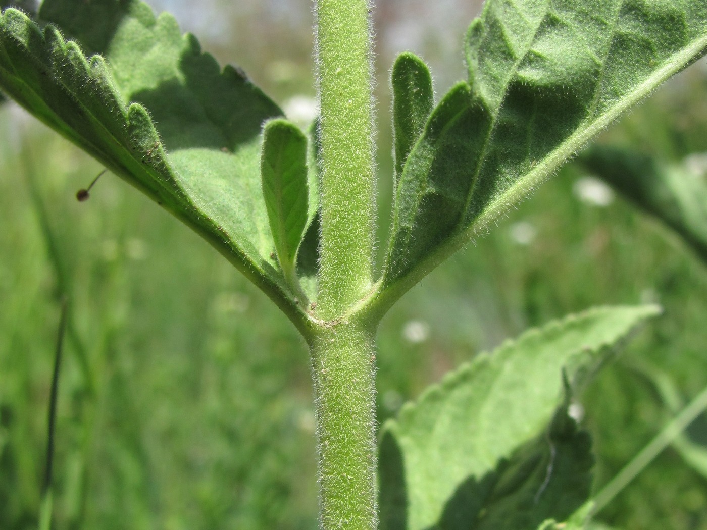 Image of Veronica barrelieri specimen.