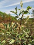 Salix lapponum