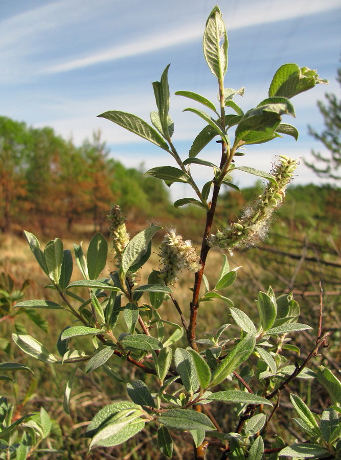 Image of Salix lapponum specimen.
