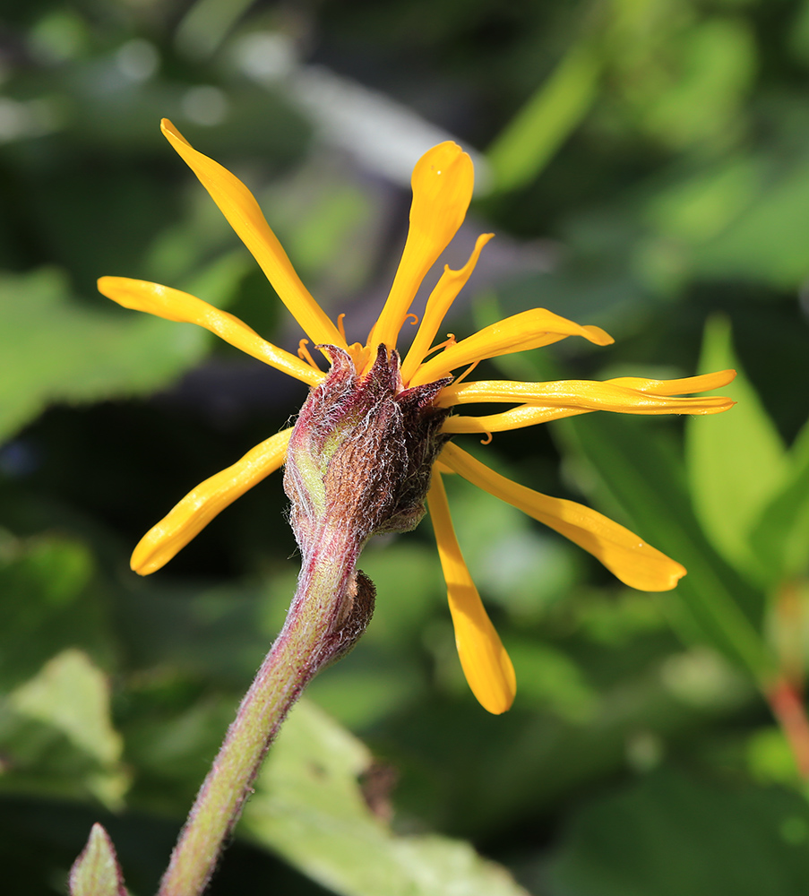 Изображение особи Ligularia alticola.