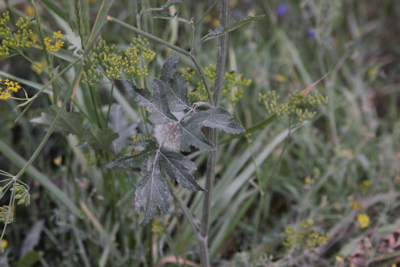 Изображение особи Pastinaca sylvestris.