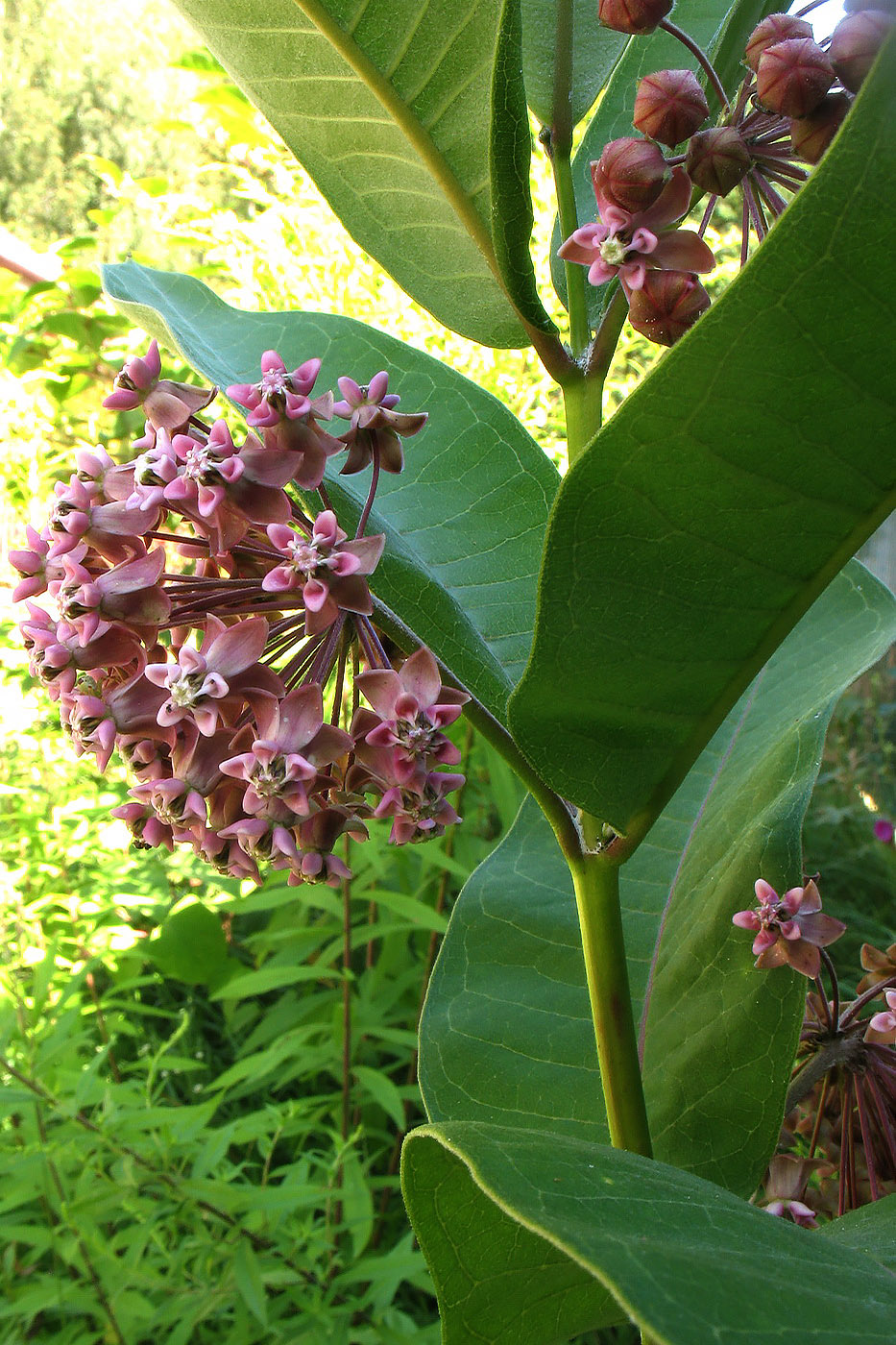 Image of Asclepias syriaca specimen.