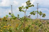 Arctium lappa