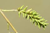 Image of taxon representative. Author is Тулкин Тиллаев
