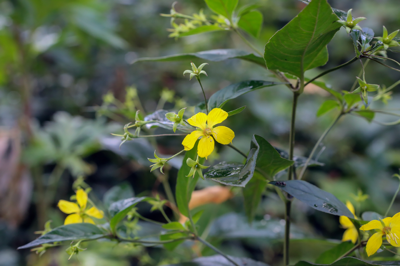 Изображение особи Lysimachia ciliata.