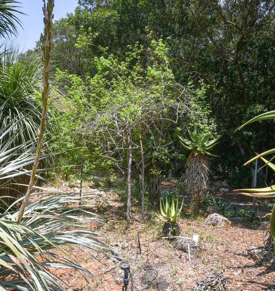 Image of Euphorbia schlechtendalii specimen.