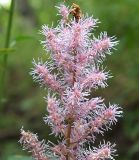 Astilbe chinensis