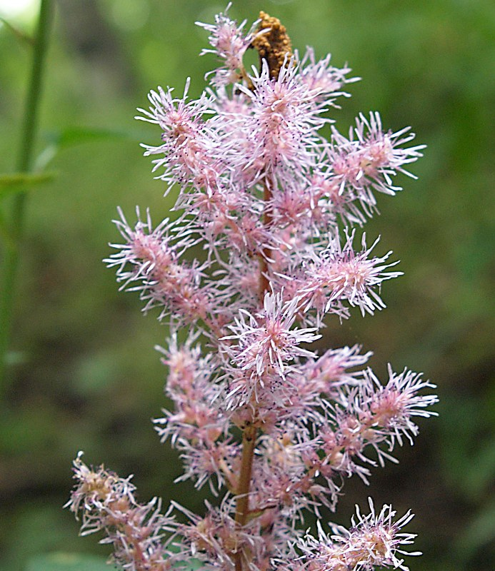 Image of Astilbe chinensis specimen.