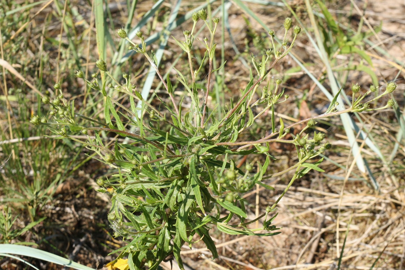 Image of Hieracium umbellatum specimen.