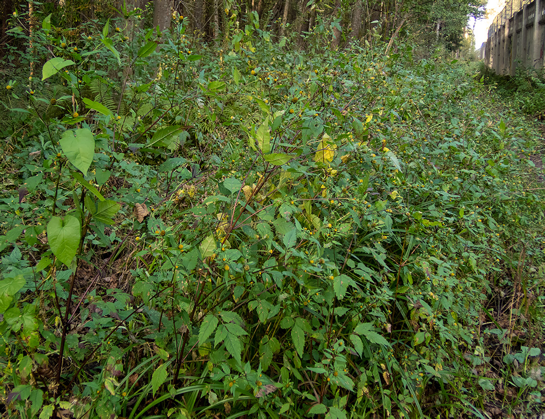 Image of Bidens frondosa specimen.