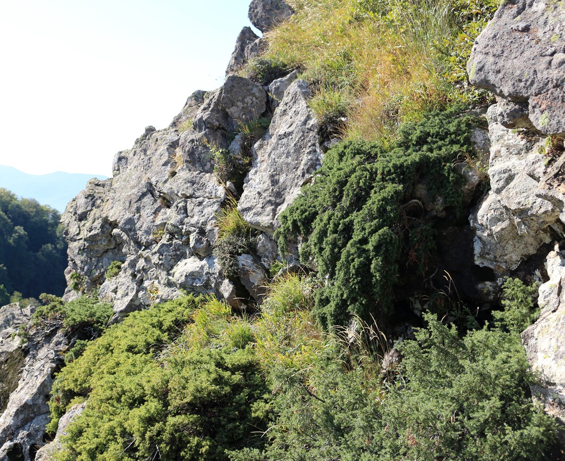 Image of Juniperus hemisphaerica specimen.