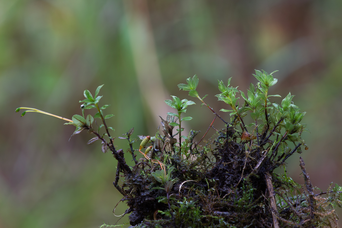 Image of class Bryopsida specimen.