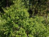 Salix starkeana