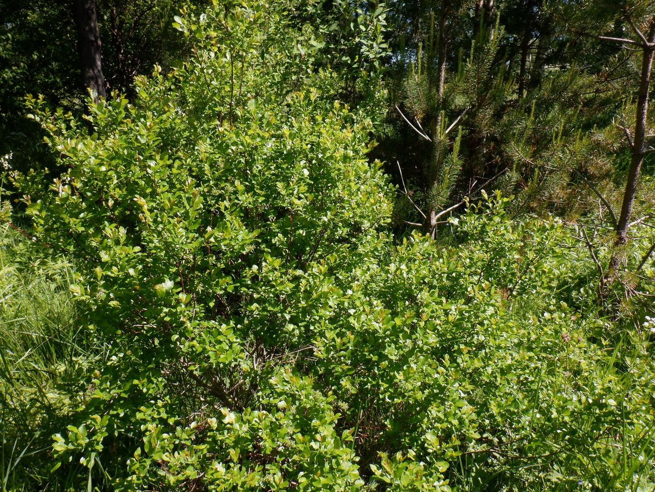 Image of Salix starkeana specimen.