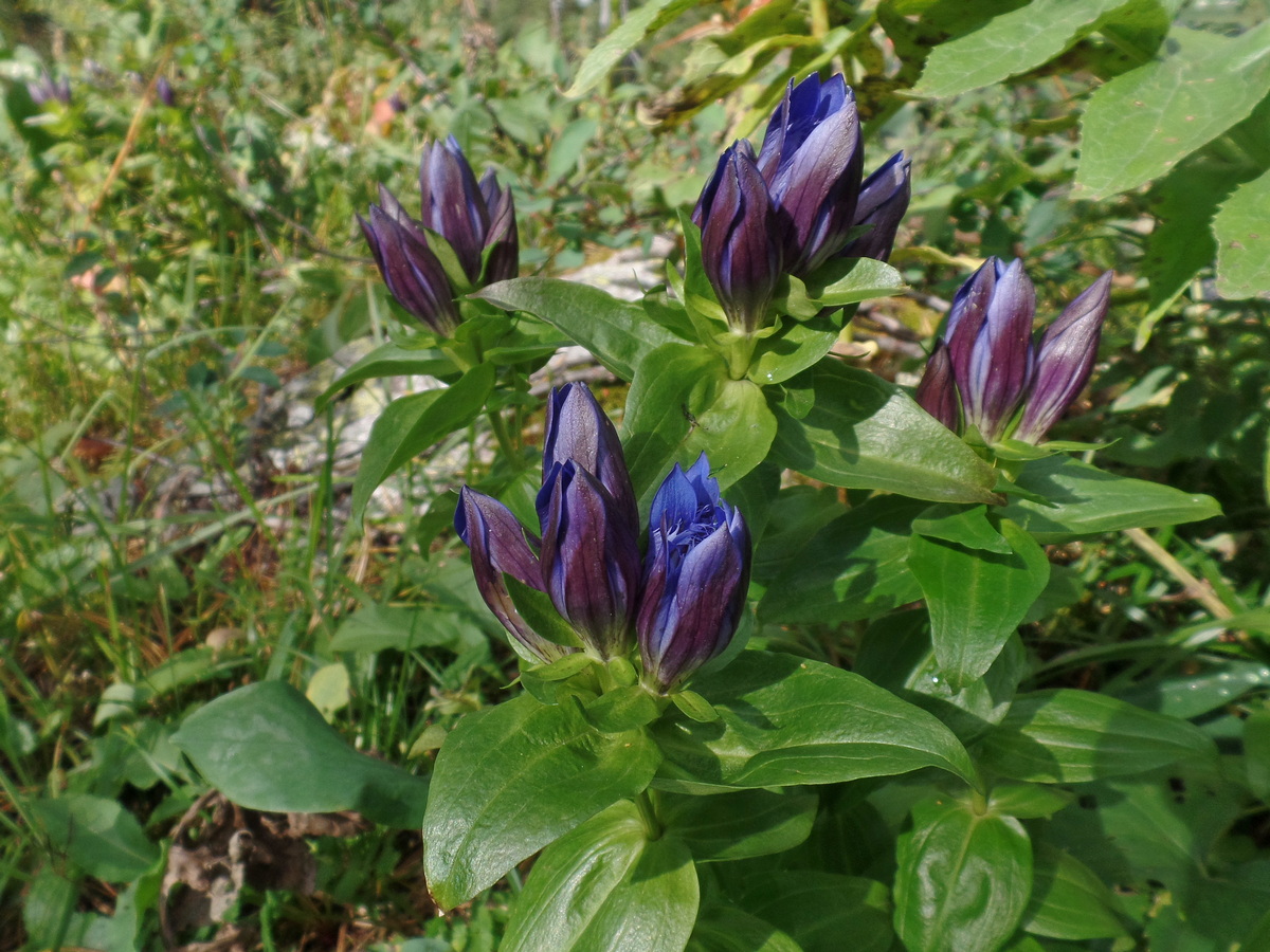 Image of Gentiana fischeri specimen.