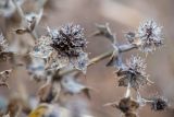 Eryngium maritimum. Сухие отплодоносившие соплодия. Крым, г. Феодосия, песчаный пляж. 03.01.2021.