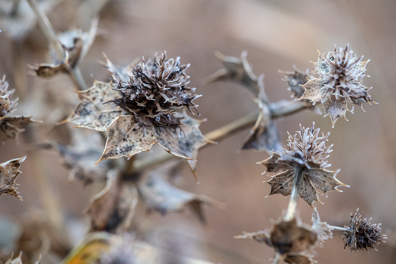 Изображение особи Eryngium maritimum.