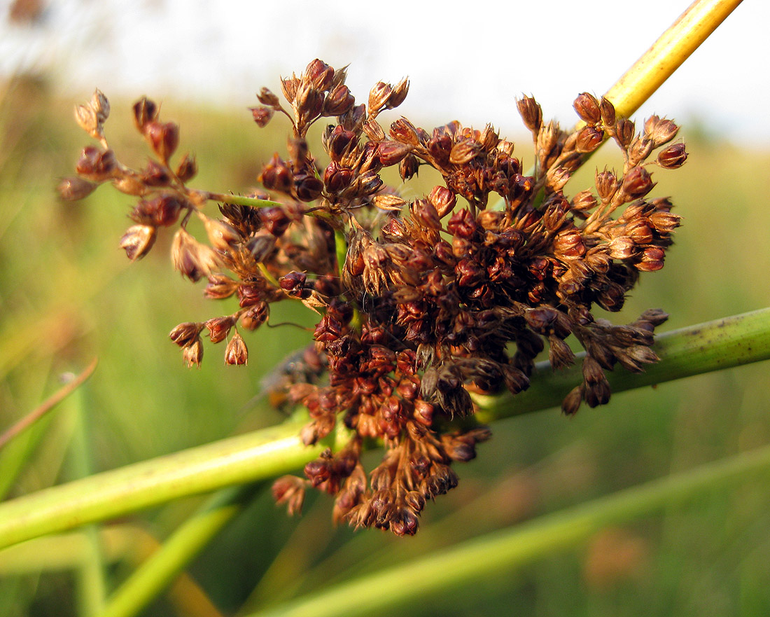 Изображение особи Juncus effusus.