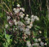 Thalictrum contortum. Верхушка цветущего растения. Магаданская обл., пригород г. Магадан, пос. Дукча, низовья р. Дукча, заросли ивняка, на поляне. 23.06.2017.