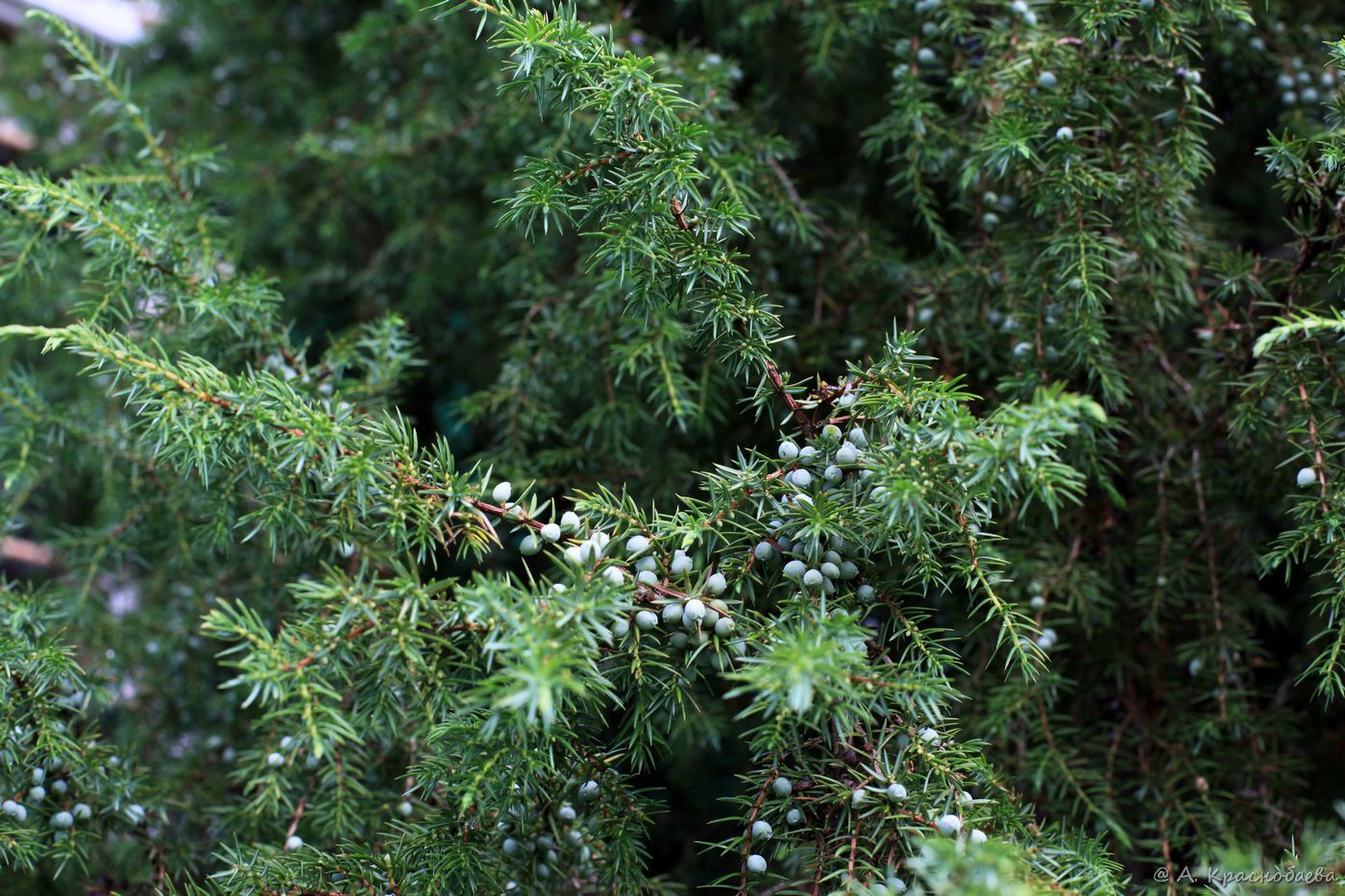 Image of Juniperus communis specimen.