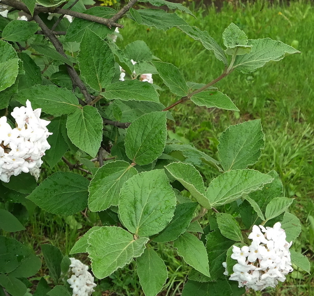 Image of Viburnum carlesii specimen.